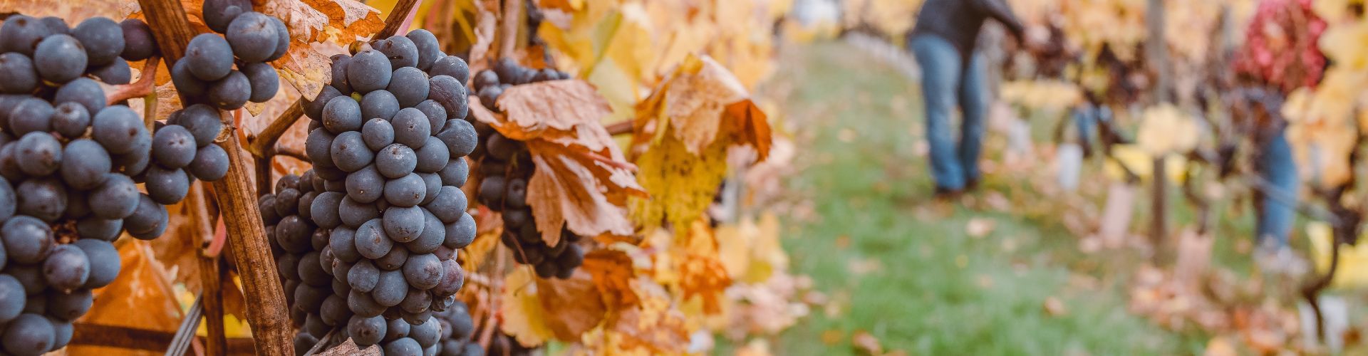 tina witherspoon h3qktihvbyw unsplash