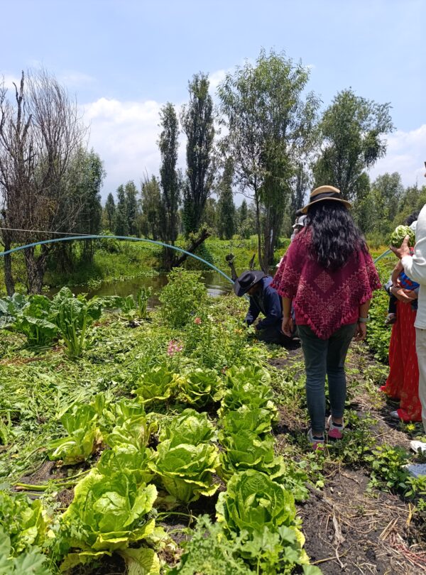 Harvesting products