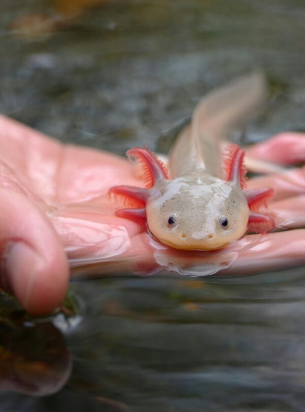 Axolotl Sanctuary