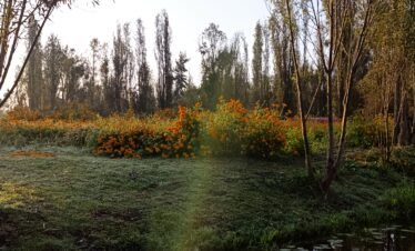 copia de img 20241106 073226